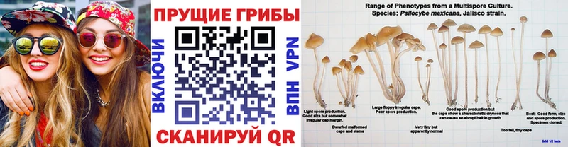blacksprut как зайти  Терек  Галлюциногенные грибы Psilocybe 